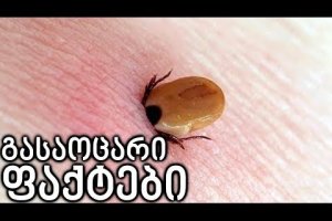 7 გასაოცარი ფაქტი