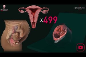 The Exceptional Uterus: 10 Amazing Facts Unveiled. 🔥🦇