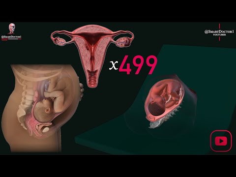 The Exceptional Uterus: 10 Amazing Facts Unveiled. 🔥🦇