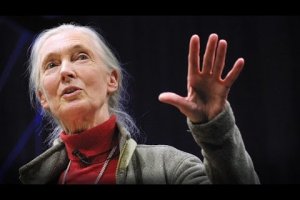 What separates us from chimpanzees? | Jane Goodall