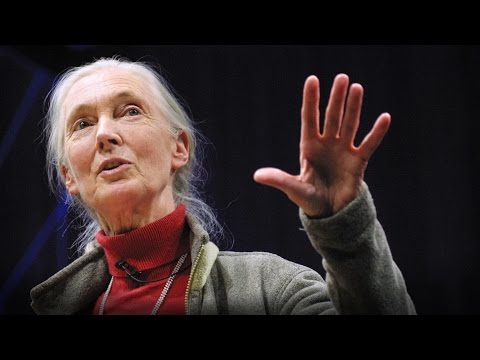 What separates us from chimpanzees? | Jane Goodall