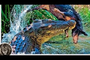 Гребнистый Крокодил – Хищный Убийца, Нападающий на Людей, Тигров и даже Белых Акул