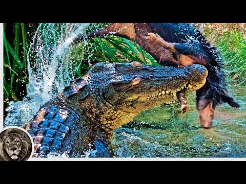 Гребнистый Крокодил – Хищный Убийца, Нападающий на Людей, Тигров и даже Белых Акул